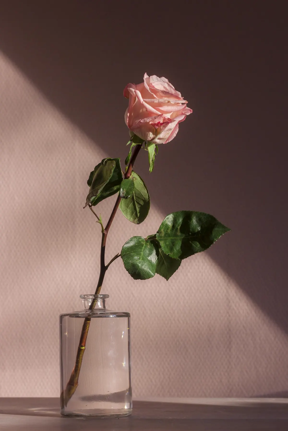 Single rose study — The Palace of Flowers